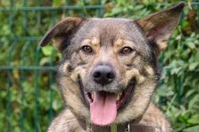 Фотографии животные из московских приютов украсили открытки ко Дню защитника Отечества