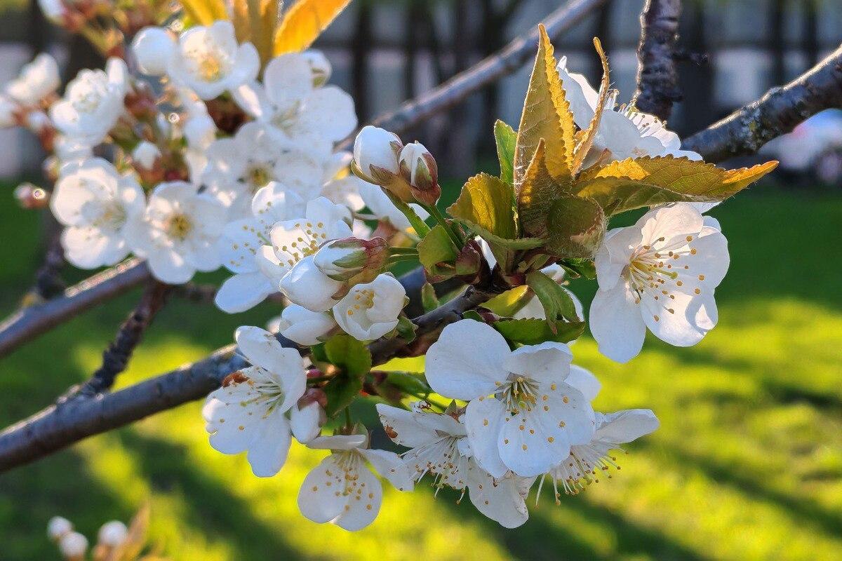Спикер Ивановской облдумы Марина Дмитриева поздравила жителей с Первомаем