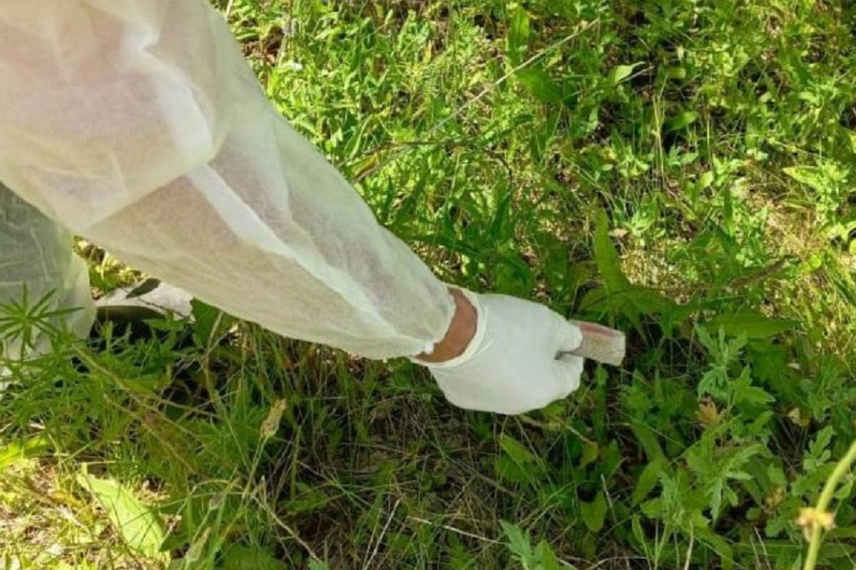 Для диких животных в Ульяновской области подготовили 36 тысяч доз вакцины от бешенства