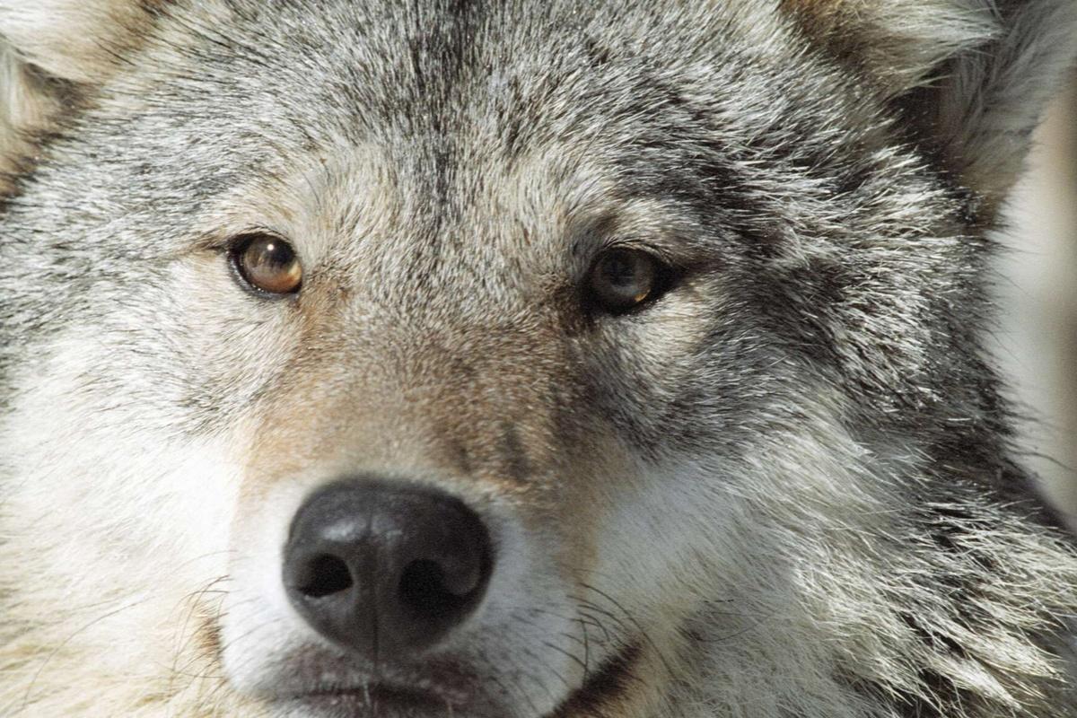 С 22 июля в Мурманской области можно получить разрешение охотиться на волков