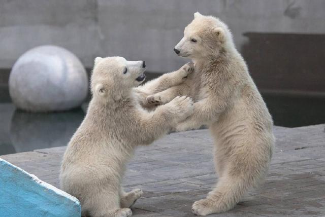 белые медвежата в зоопарке. белые медведи кай и герда новосибирский зоопарк. белые медвежата в зоопарке. белые медвежата в зоопарке. новосибирск зоопарк герда.