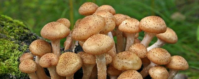 В Воронежской области 10 человек насмерть отравились грибами