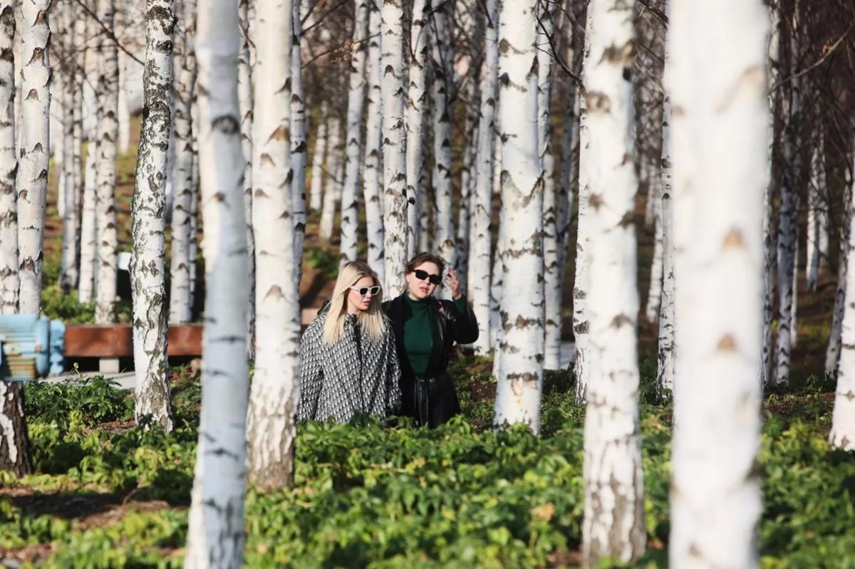 53-летний житель Новосибирской области спилил две здоровые берёзы, причинив ущерб на сумму более 22 тысяч рублей