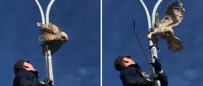 Челябинские спасатели освободили застрявшую на фонарном столбе сову