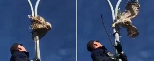 Челябинские спасатели освободили застрявшую на фонарном столбе сову