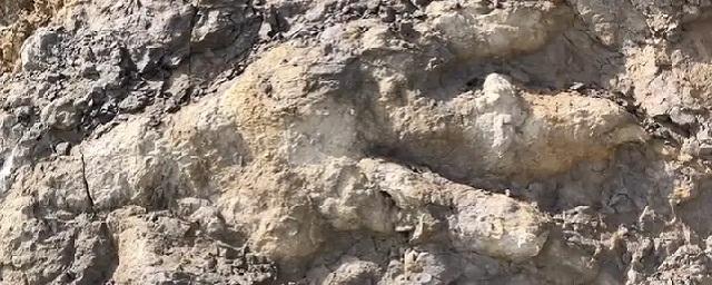 На пляже в Йоркшире обнаружили самый большой след динозавра, когда-либо найденного в Англии