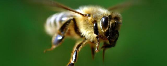 В Курской области пчелы насмерть закусали корову
