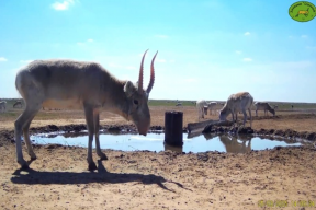 В Астраханской области неизвестные открыли охоту на редких сайгаков