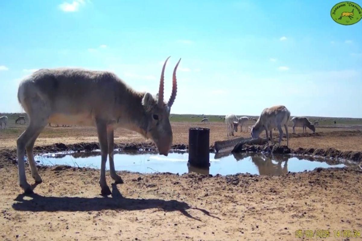 В Астраханской области неизвестные открыли охоту на редких сайгаков