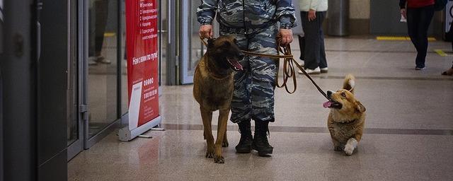 В Нижнем Новгороде на пенсию отправили пса-полицейского