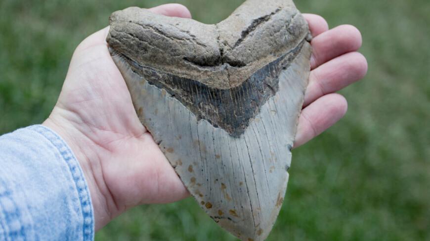 Ученые обнаружили на дне Тихого океана сохранившийся зуб мегалодона