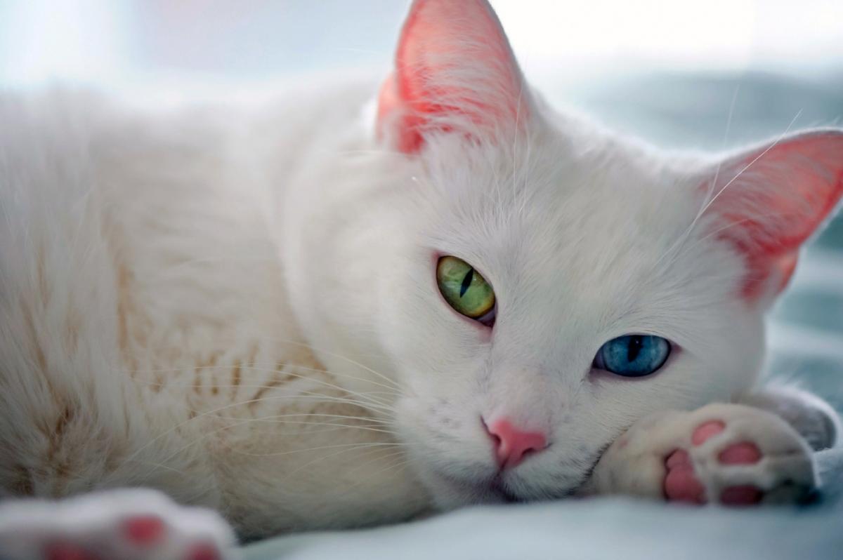 Ученые установили, что предок кошек имел серые глаза