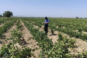 В Дагестане успешно реализуют программу импортозамещения саженцев винограда