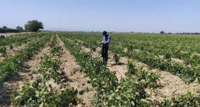 В Дагестане успешно реализуют программу импортозамещения саженцев винограда