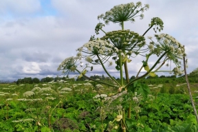 В Башкирии намерены принять закон, обязывающий землевладельцев уничтожать опасные растения