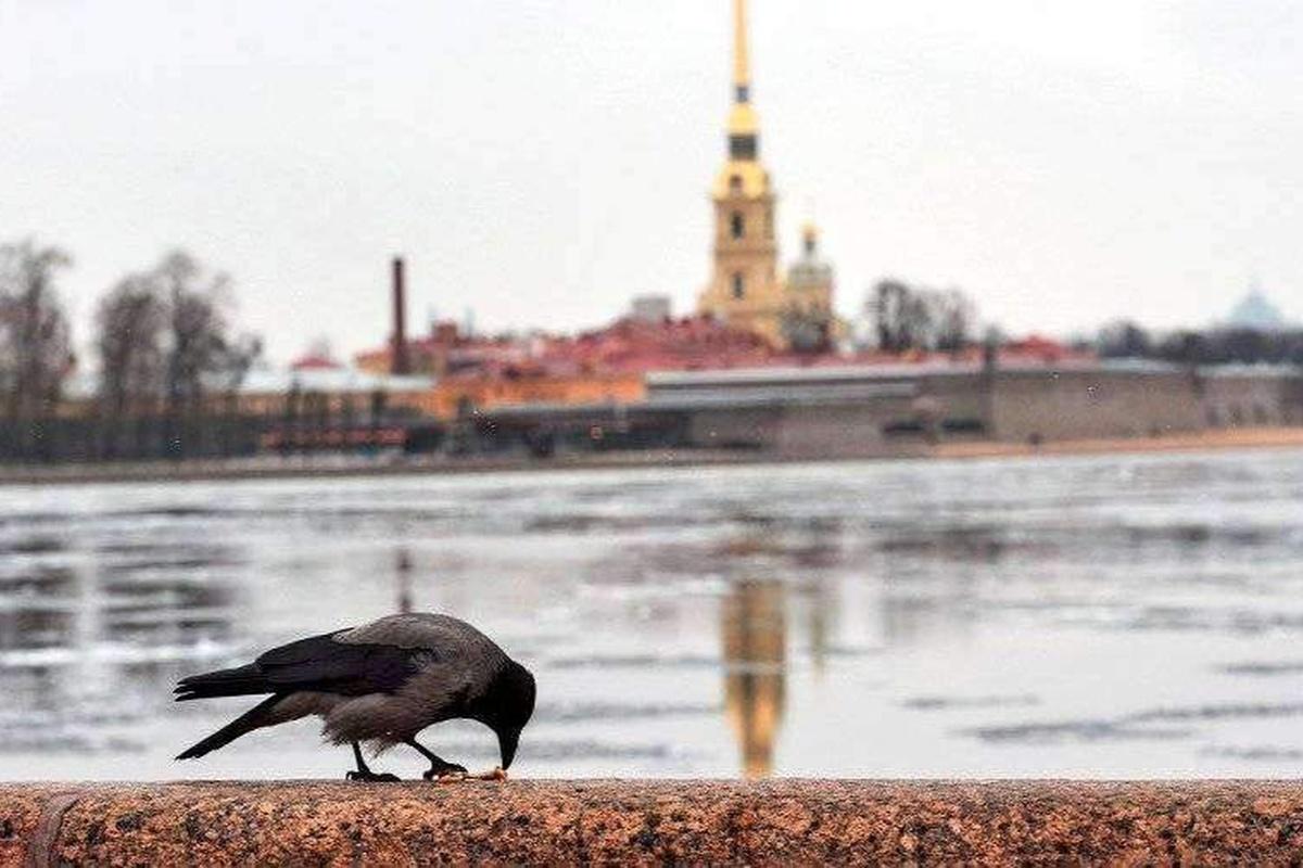 В Санкт-Петербурге растет уровень вод Невы