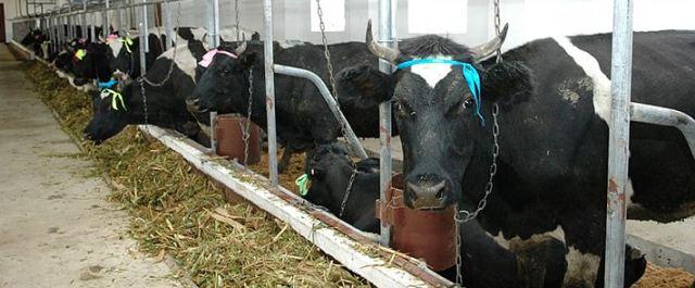 В Хабаровском крае Минсельхоз оказал помощь кормами голодающим коровам