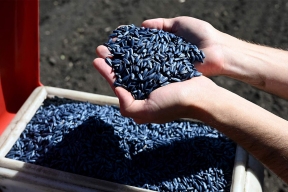 Russia may impose a ban on imports of sunflower and corn seeds from a number of countries