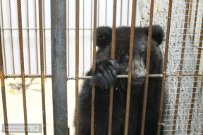 В Томске «в плену» обанкротившегося зоопарка осталась медведица Маня
