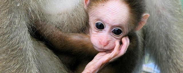 В Австралии выявили первый случай заражения человека оспой обезьян