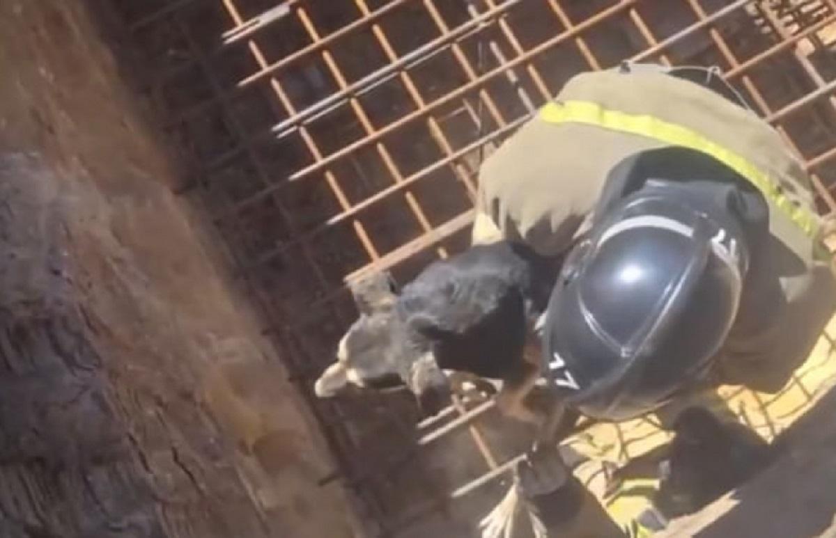 В Макеевке собака застряла между прутьями арматуры над 10-метровой ямой