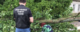 В Ярославской области из-за шторма женщину задавило упавшее дерево