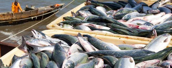 Оптовые компании из Казахстана планируют закупать рыбу в Мурманской области
