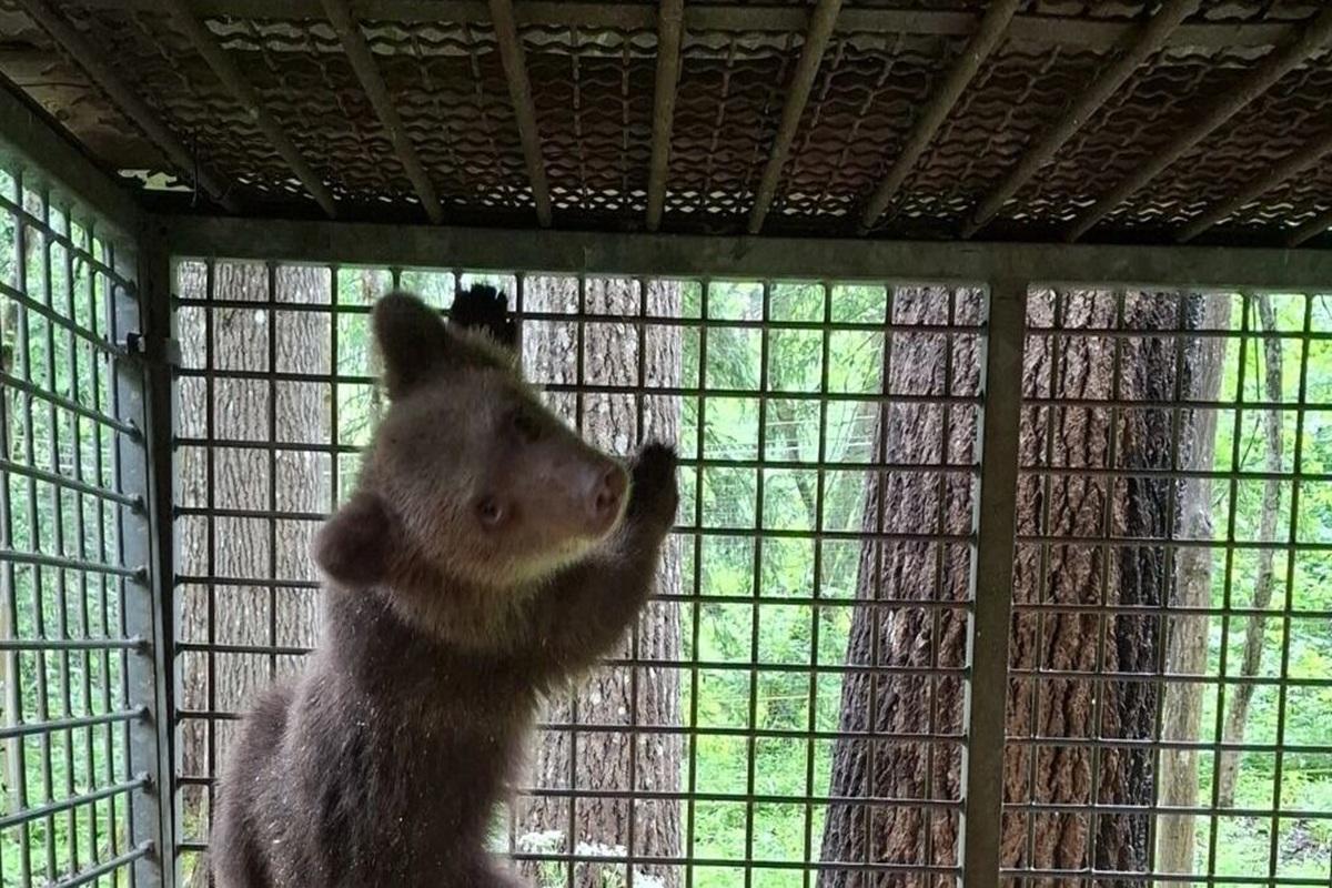 Спасенная в Прикамье медведица пошла на поправку