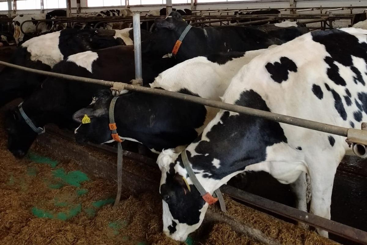 Поддержка АПК Амурской области в 2025 году составила 1,2 млрд рублей