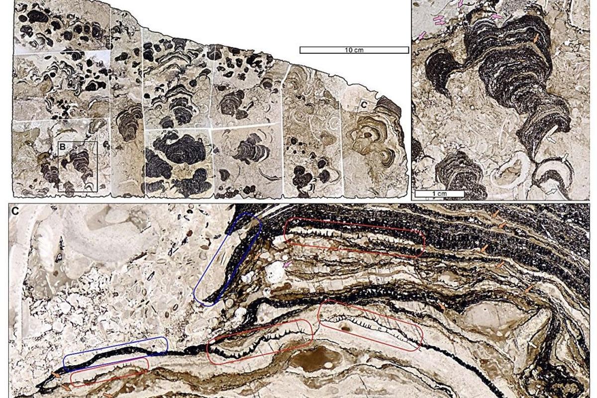 Организм возрастом 480 млн лет перевернёт историю происхождения видов