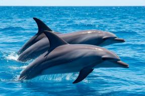 «Спасаясь, погубили себя»: ученые раскрыли жуткую тайну гибели сотен дельфинов