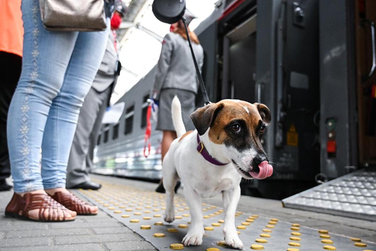 Жители Орловской области стали реже брать домашних животных в заграничные поездки