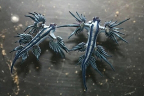 В Пхукете на пляже обнаружили смертельно опасного голубого слизня