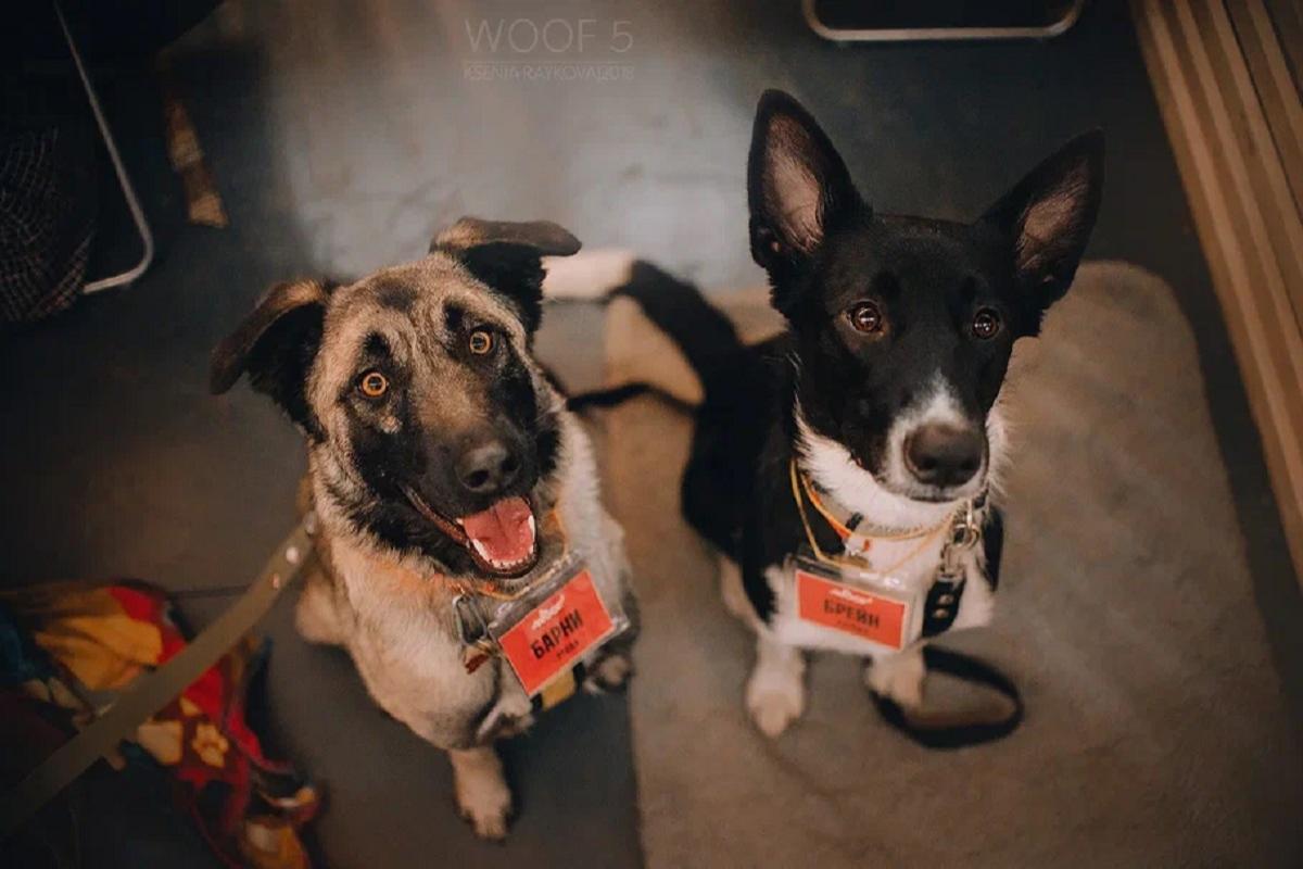 Фестиваль WOOF в поддержку животных из приютов пройдёт в Москве в 12 раз!