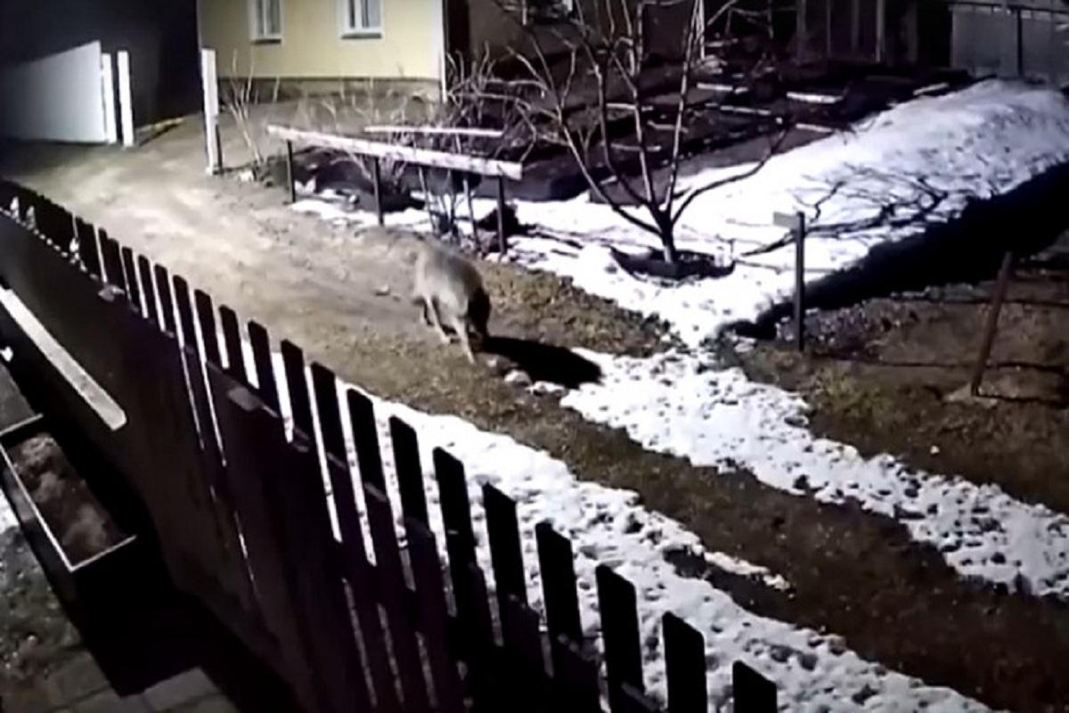 В Карелии в СОТ «Кимасозеро» замечен волк-одиночка