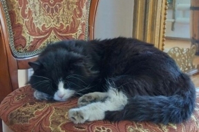 В музее Забайкалья появился пушистый сотрудник