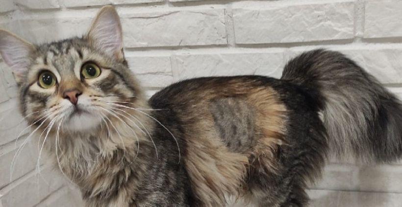 В Перми кота Блица лечили от коронавируса три месяца