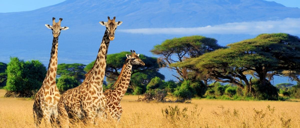 Kenya started accepting tourists without visas