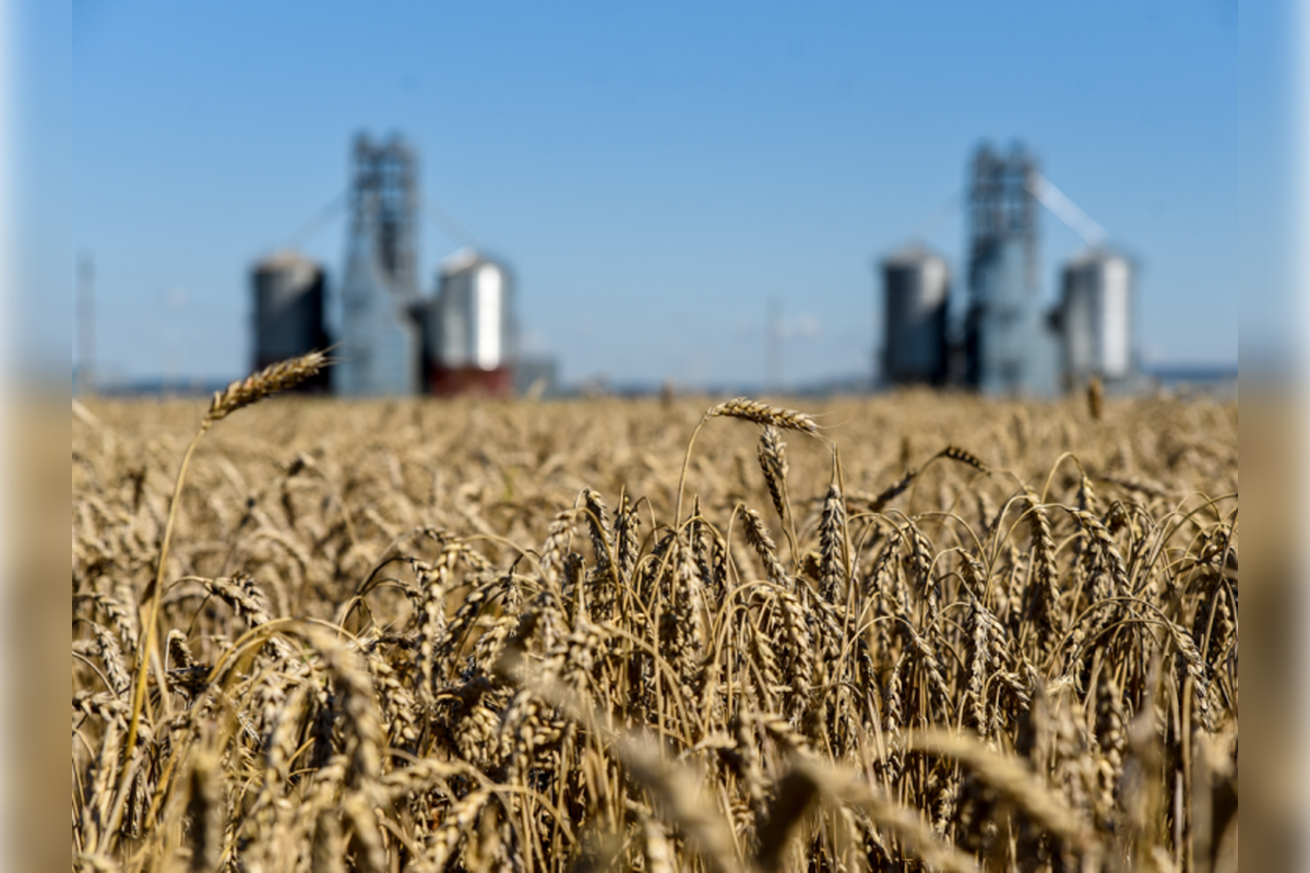 В России яровыми культурами засеяно уже 37,3 миллиона гектаров земли