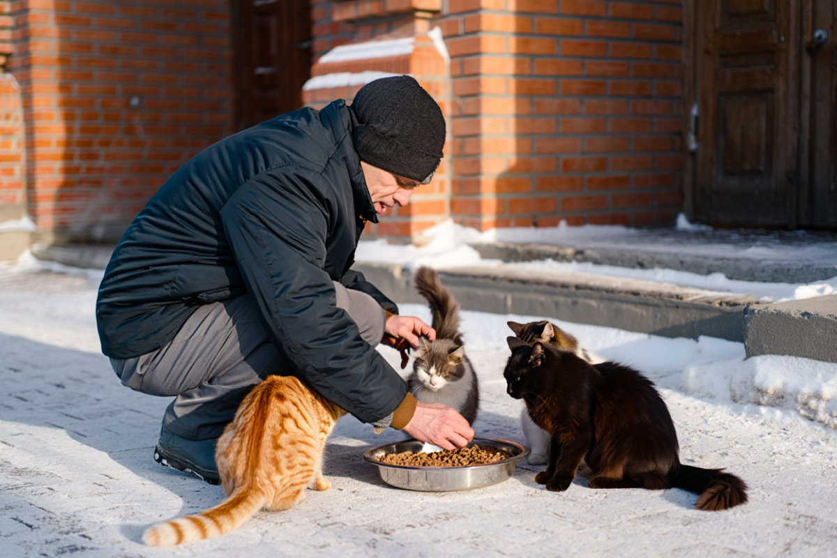 Миллионы кошек в подвалах: зоозащитница требует системного подхода вместо запретов