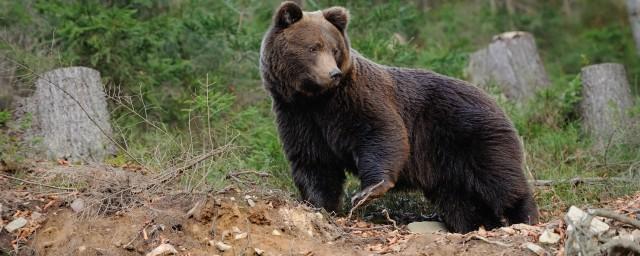 Обнаружено изменение поведения бурых медведей после спячки