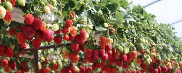 В Подмосковье построят комплекс по выращиванию ягод за 500 млн рублей