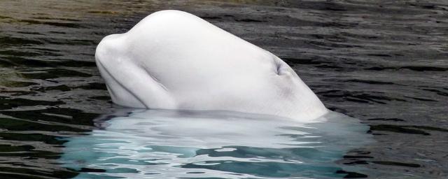 В Приморье из «китовой тюрьмы» исчезли три маленькие белухи