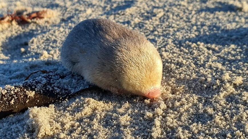 Scientists discover golden mole thought extinct 90 years ago