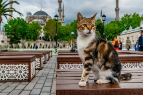Эксперт рассказал, почему в Турции так любят кошек
