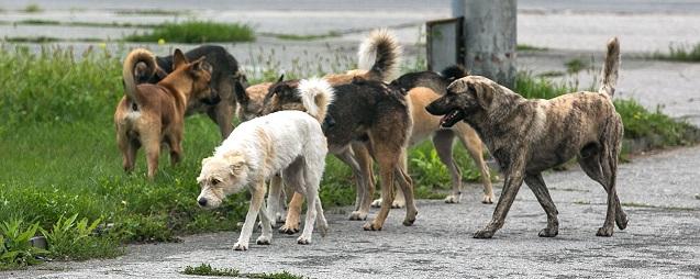 В Бурятии на треть выросло число нападений собак на детей