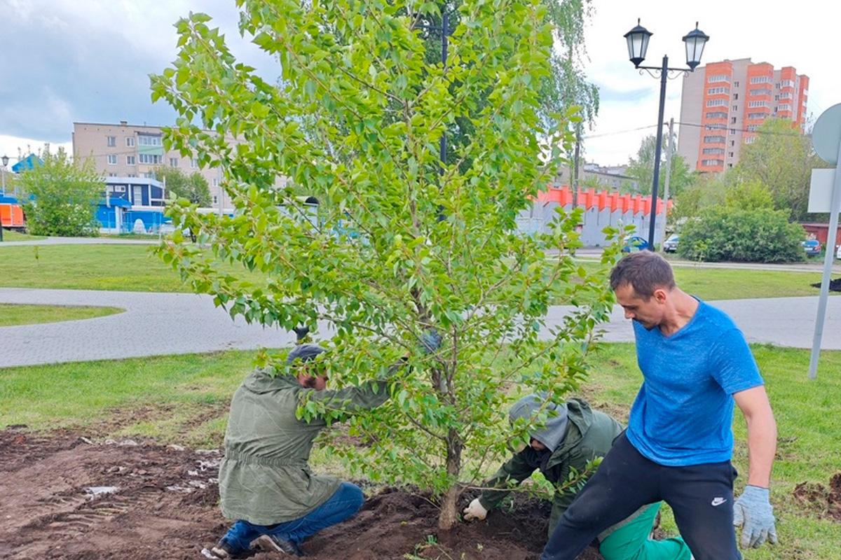В Иванове пересадили потомка легендарного тополя Победы из Волгограда