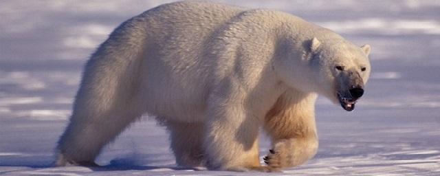 Белых медведей пересчитали в Чукотском автономном округе