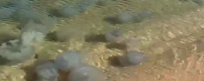 Из-за осолонения воды Азовское море заполнили полчища медуз