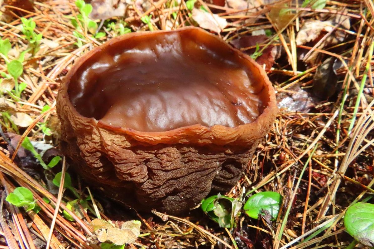 Миколог раскрыл тайну распространения молодильных грибов